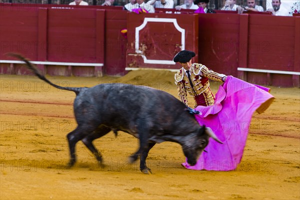 Racing bull with matador