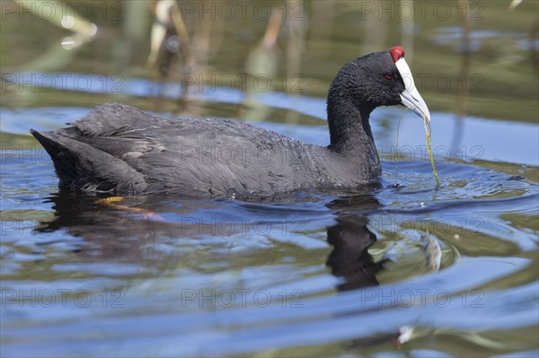 Red-knobbed Coot (Fulica cristata)