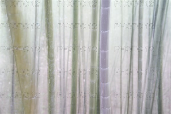 Bamboo Forest