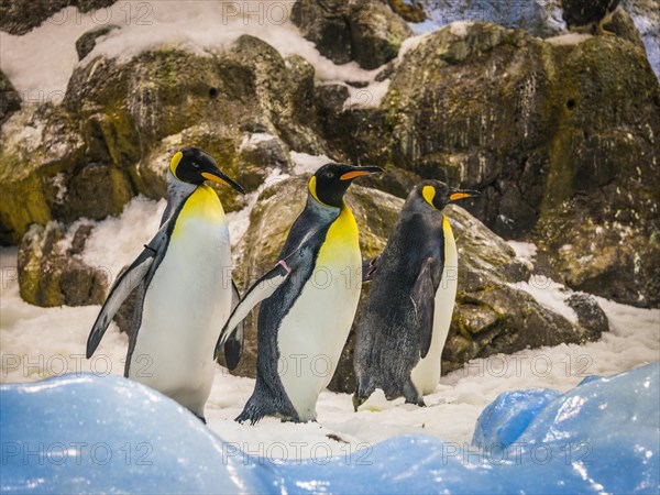 King penguins (Aptenodytes patagonicus)