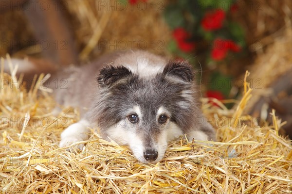 Sheltie