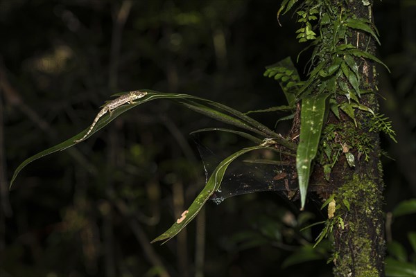 Fallax Short Horn Chameleon (Calumma fallax)