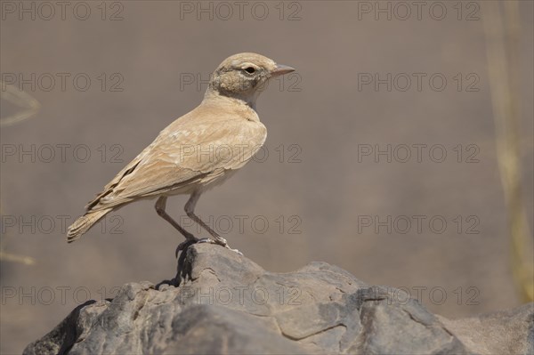 Bar-tailed lark (Ammomanes cinctura)