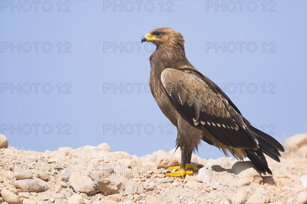 Lesser Spotted Eagle (Aquila pomarina)