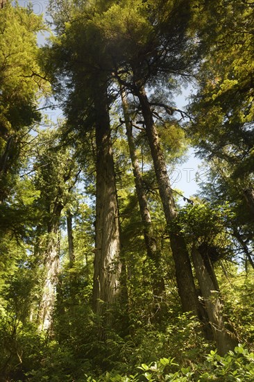 Tall Douglas Fir (Pseudotsuga menziesii)