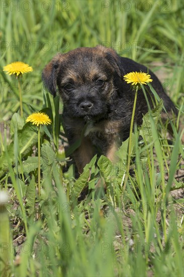 Border Terrier Puppy