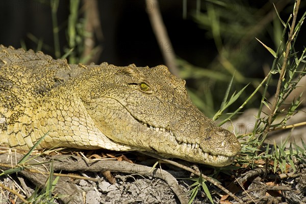 Nile Crocodile (Crocodylus niloticus)