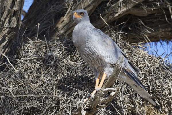 Pale chanting goshawk (Mielerax canorus)