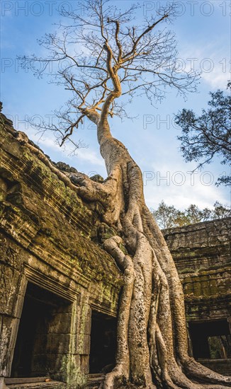 Huge roots of a tree (Tetrameles nudiflora) overgrowning ruins of Ta Prohm temple