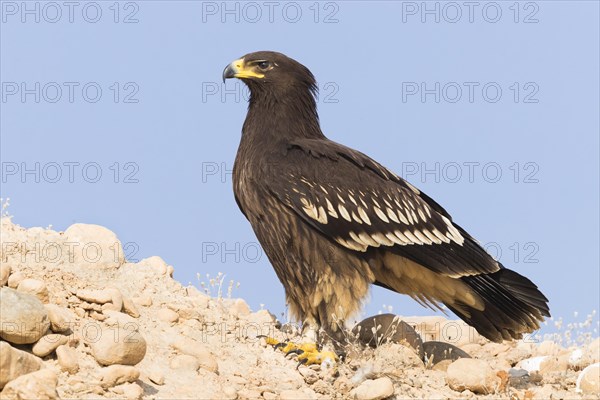 Greater Spotted Eagle (Clanga clanga)