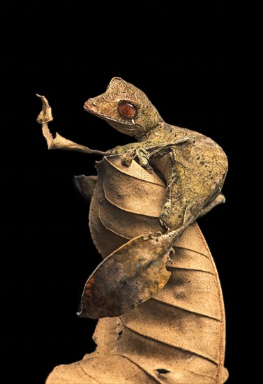 Satanic Leaf Tailed Gecko (Uroplatus phantasticus)