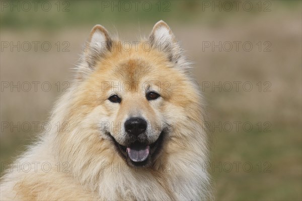 Eurasier