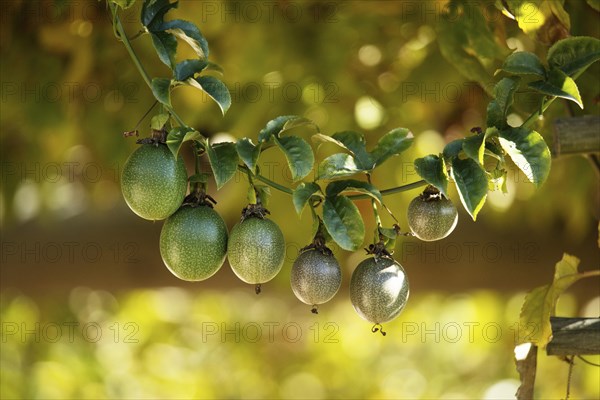 Passion fruits hanging on the branch