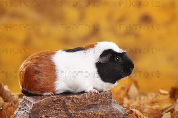 English Crested Guinea Pig Pig on Stone