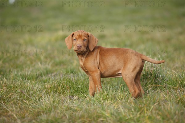 Shorthaired Hungarian pointer