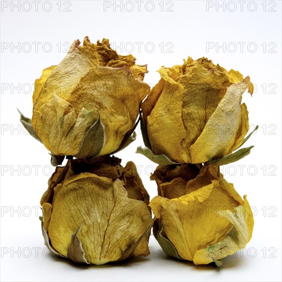 Withered rose heads