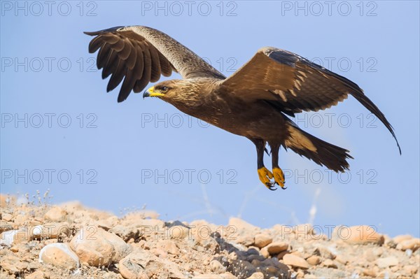 Lesser Spotted Eagle (Aquila pomarina)