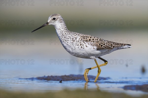 Marsh Sandpiper (Tringa stagnatilis)