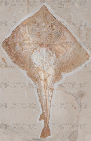 Petrified extinct Rajorhin stingray (Rajorhina)
