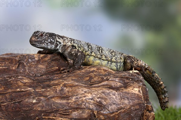 North African Thorntail Agama (Uromastyx acanthinurus)