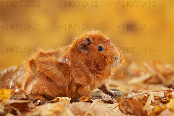 Rosette guinea pig in autumn leaves