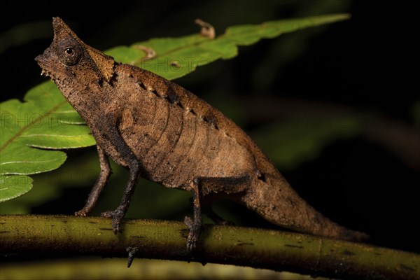 Earth chameleon (Brookesia superciliaris)