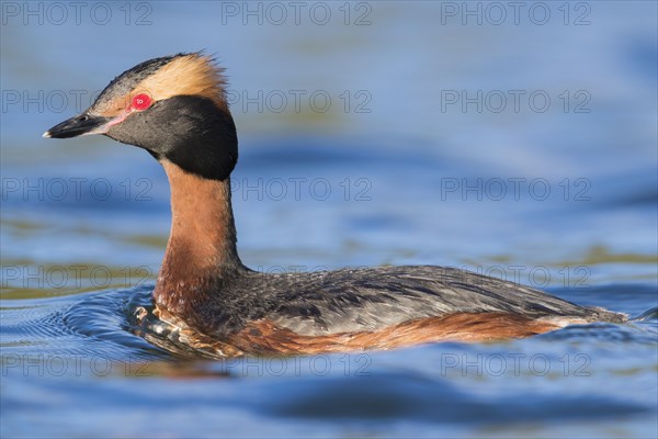 Horned Grebe (Podiceps auritus)