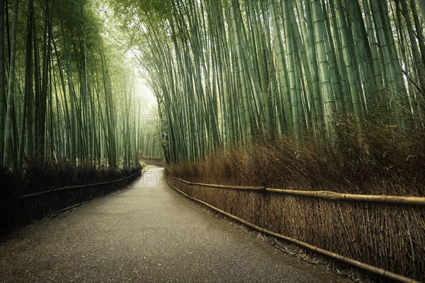 Path through Arashiyama bamboo forest