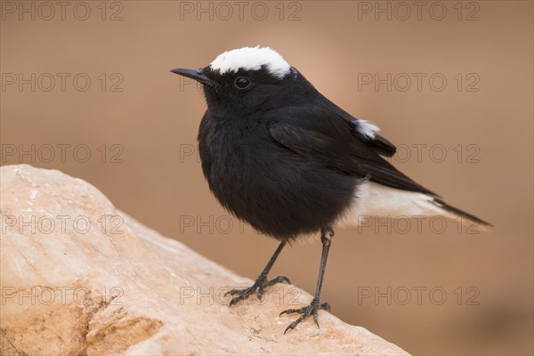 White-crowned Wheatear (Oenanthe leucopyga)