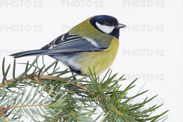 Great Tit (Parus major)