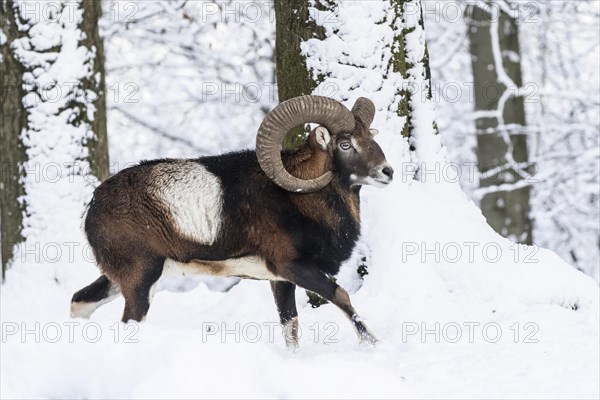 European mouflon (Ovis orientalis musimon)