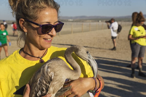 Greater Flamingo (Phoenicopterus roseus)