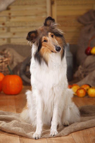 American Collie