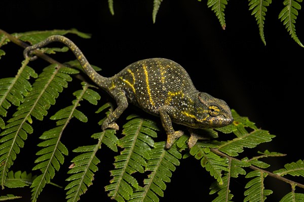 Canopy Chameleon (Furcifer willsii)