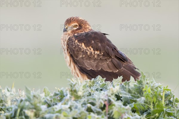 Montagu's Harrier (Circus cyaneus)