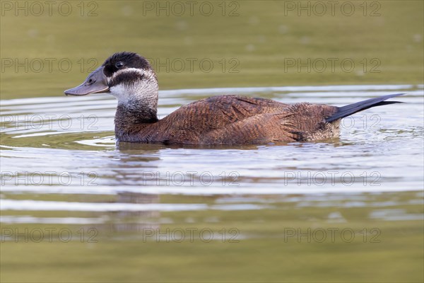 White-headed Duck (Oxyura leucocephala)