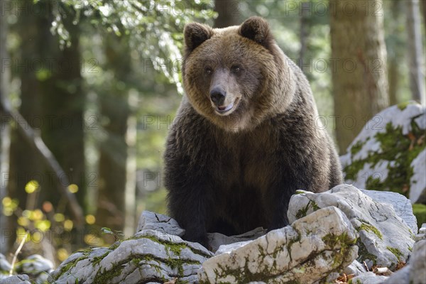 European brown bear or Eurasian Brown Bear (Ursus arctos arctos)