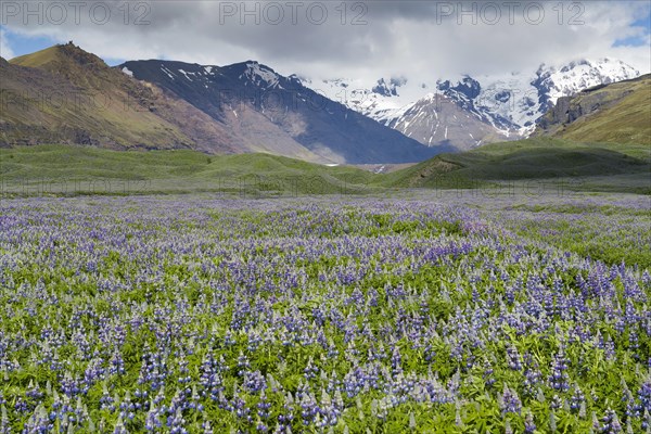 Icelandic landscape