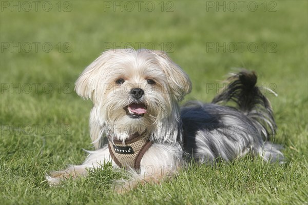 Yorkie Shih Tzu Mongrel