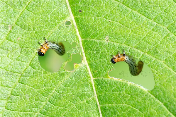 Caterpillars of Willow sawfly (Nematus salicis)