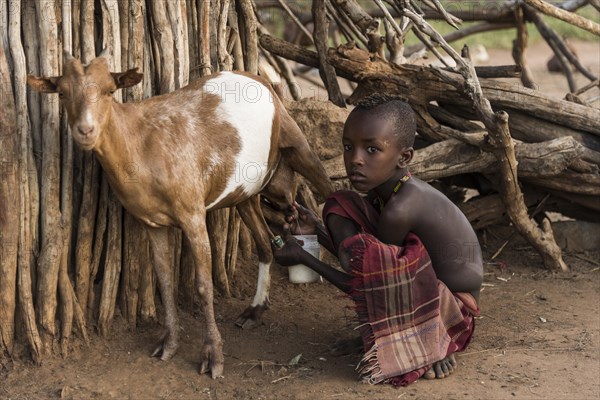Little boy milking goat