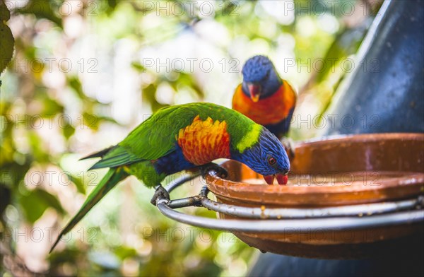 Swainson's Lorikeet (Trichoglossus haematodus moluccanus) eat from bowl