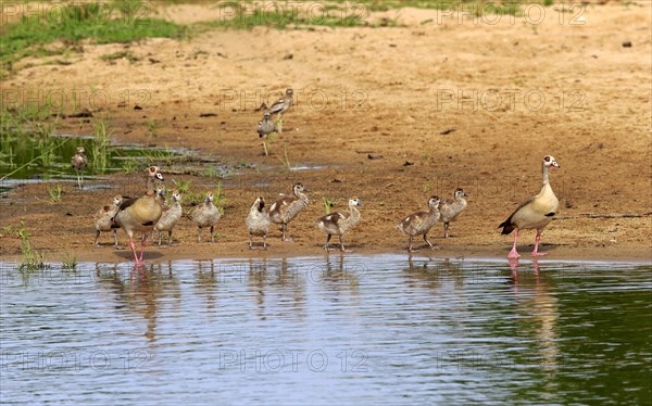 Egyptian geese (Alopochen aegyptiacus)