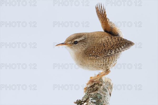 Eurasian Wren (Troglodytes troglodytes)