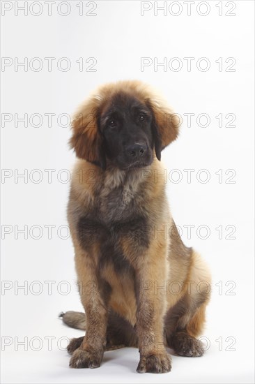 Leonberger