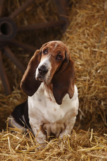 Basset Hound