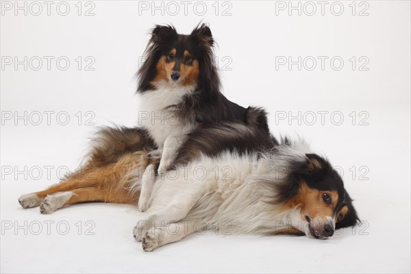 Longhair collies