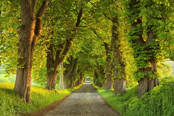 Chestnut avenue in the morning light