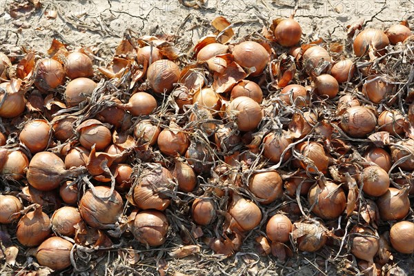 Harvest