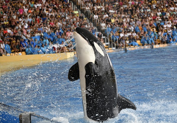 Killer whale (Orcinus orca) in jump